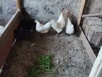 Ayam Cemani — Foto 1