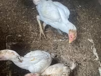 Chickens — Foto 2