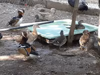 Ducks — Foto 5