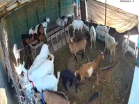Cabra, Saanen goat — foto 3