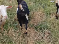Goat, Goats — photo 4