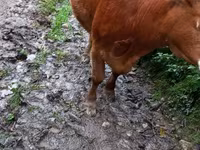 Vaca, Ganado vacuno — foto 2