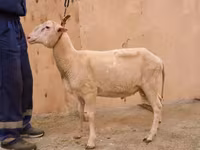 Խոյ, East Friesian Dairy sheep — լուսանկար 2