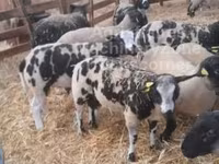Խոյ, Zwartbles sheep — լուսանկար 2