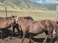 Էգ ձի, Ձիեր — լուսանկար 2