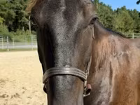 Cavalo, Cavalos — foto 3