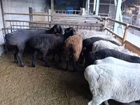 Қой, Rhon sheep — 4-сурет