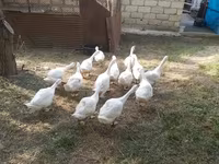 Կուբան — լուսանկար 2