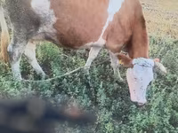 Vaca, Raça de vaca — foto 5