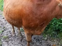 Vaca, Ganado vacuno — foto 5