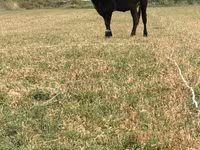 Уй, Швиц породу — сүрөт 5
