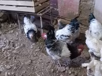 Chickens — फ़ोटो 4