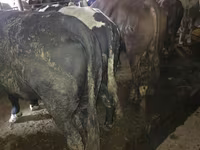 公牛, Simmental cattle — 照片 5