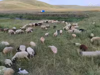Schaf, Balbas sheep — Foto 5