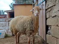 Ոչխար, Ոչխարներ — լուսանկար 1