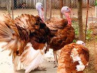 بوربون الأحمر — الصورة 3