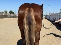 Horse (M), Russian Heavy Draft — photo 3