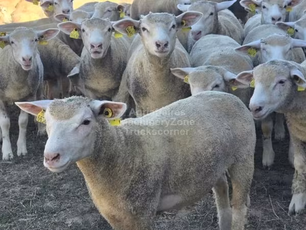 نعجة, Ile-de-France sheep