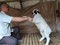 Кочкор, Гиссар койу — сүрөт 4