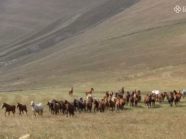 Ձի, Ձիեր