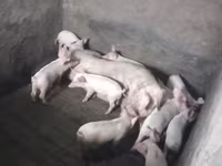 Eber, Schweine — Foto 1