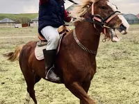 Hengst, Kazakh horse — Foto 1
