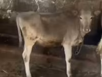 Bull, Cattle — photo 2