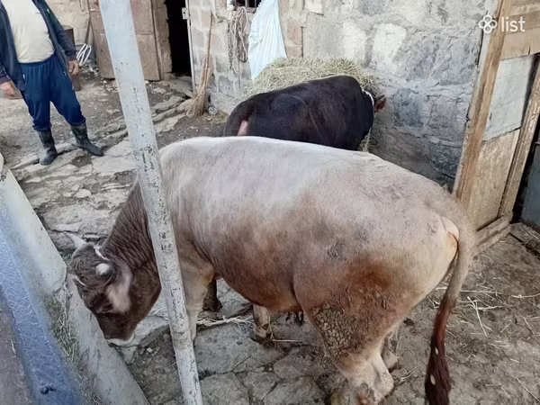Ցուլ, Խոշոր եղջերավոր — Հայաստան