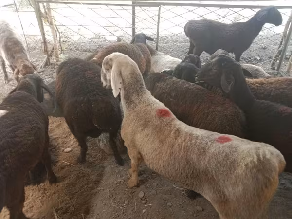 Խոյ, Ոչխարներ
