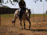 Stute, Quarter Horse — Foto 3