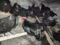 Australorp — Foto 3