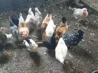 Chickens — լուսանկար 1