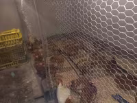 Chickens — photo 6