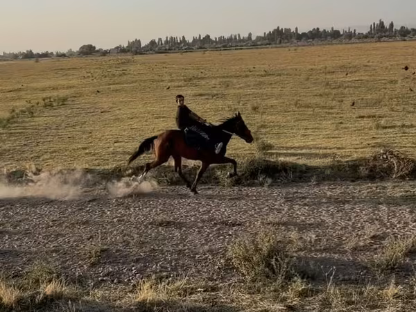 घोड़ी, French Trotter