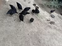 جيرسي جاينت — الصورة 1
