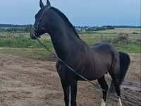 Ձի, Akhal-Teke — լուսանկար 3