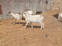 Արու այծ, Saanen goat — լուսանկար 4
