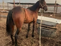 Ձի, Standardbred — լուսանկար 2