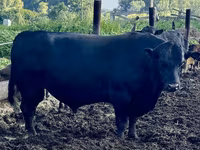 母牛, Aberdeen-Angus — 照片 4