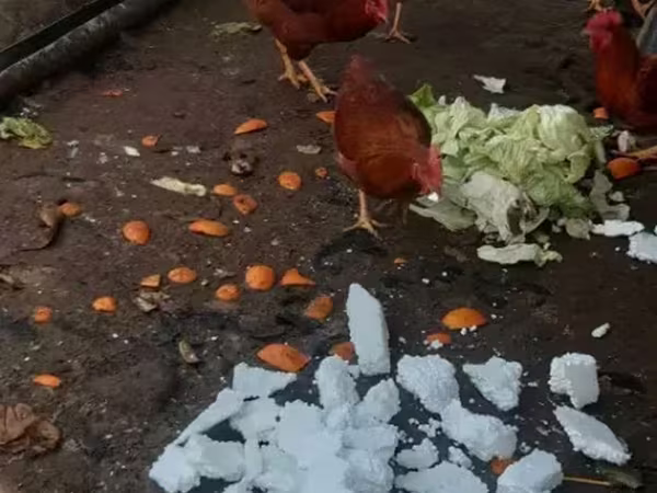 Chickens — Հայաստան
