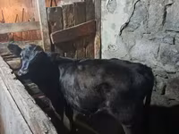 ثور, الماشية — الصورة 1