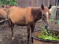 فرس, Thoroughbred horse — الصورة 2