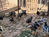 वायंडॉट — फ़ोटो 2