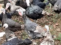 Turkeys — الصورة 2