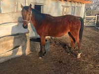 Hengst, Anglo-Arabian — Foto 6