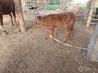 Կով, Red Estonian cattle — լուսանկար 2
