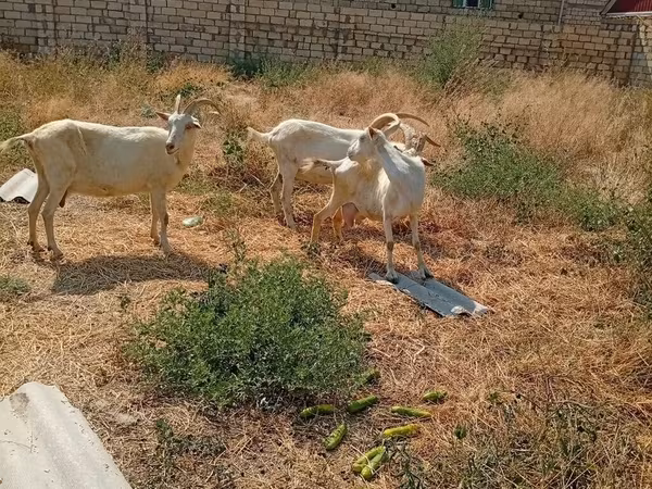 Էգ այծ, Saanen goat