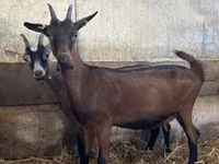 Ziege, Alpine goat — Foto 2