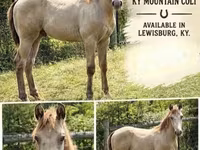 Horse (M), Kentucky mountain daddle horse — photo 1