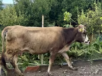 Vaca, Ganado vacuno — foto 3